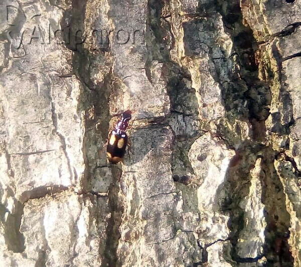 Dromius quadrimaculatus