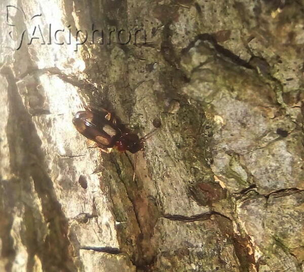 Dromius quadrimaculatus
