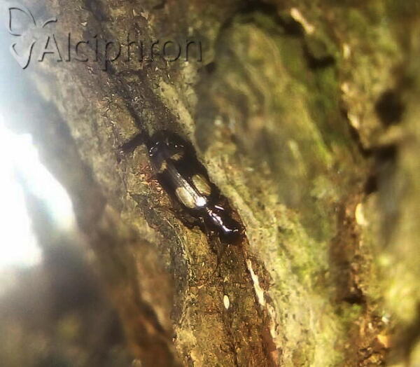 Dromius quadrimaculatus