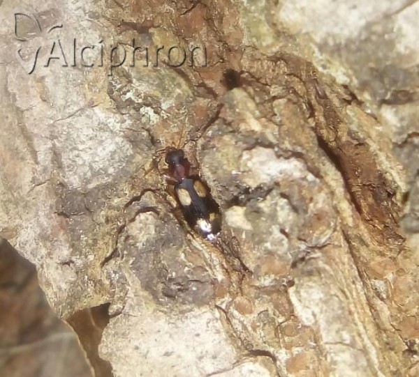 Dromius quadrimaculatus