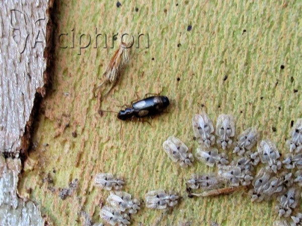 Dromius quadrimaculatus