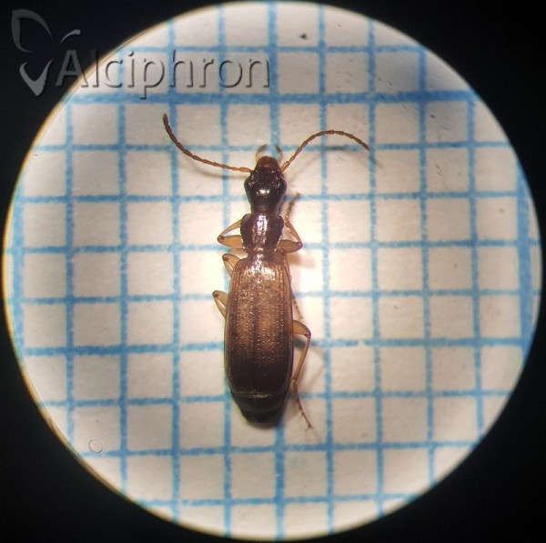 Paradromius linearis