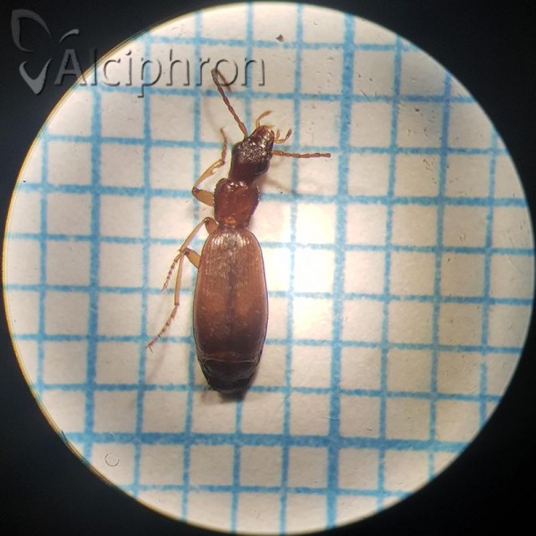Paradromius ruficollis