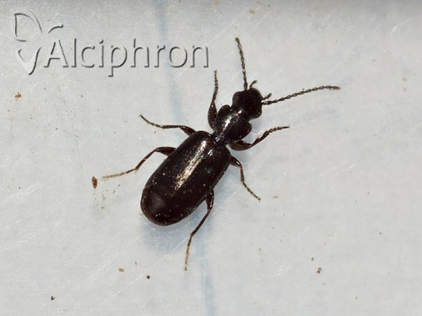 Microlestes maurus