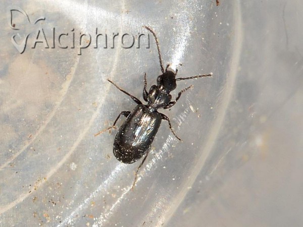 Microlestes maurus