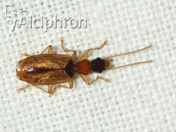 Demetrias atricapillus