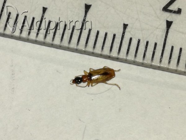 Demetrias atricapillus