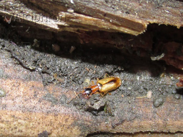 Demetrias monostigma