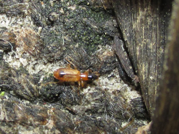 Demetrias monostigma