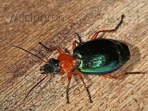 Lebia chlorocephala