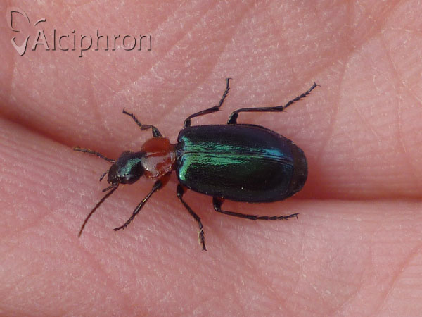 Lebia chlorocephala