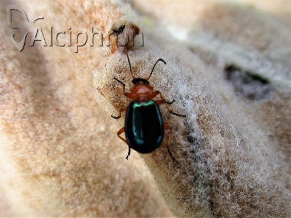Lebia chlorocephala