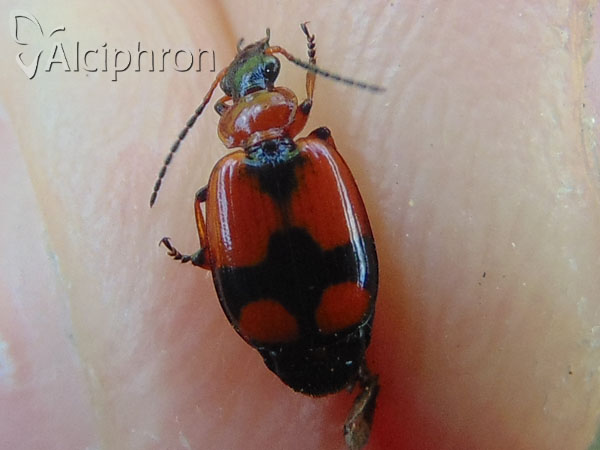 Lebia cruxminor