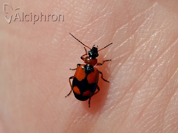 Lebia cruxminor