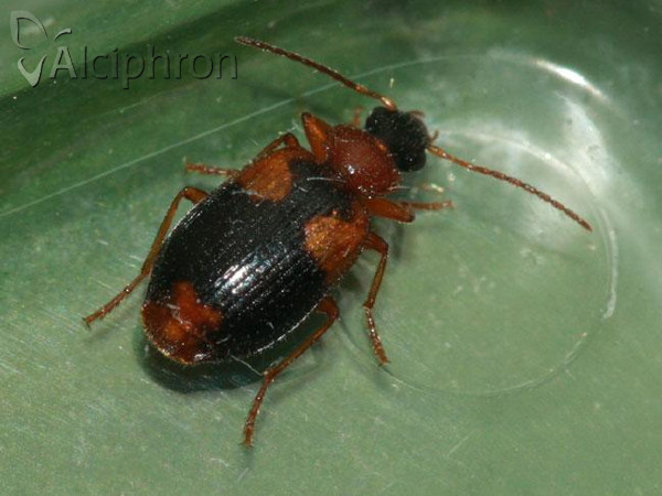 Lebia humeralis