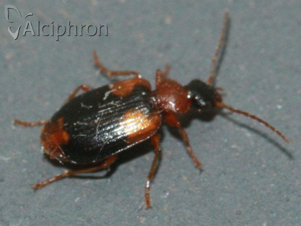 Lebia humeralis