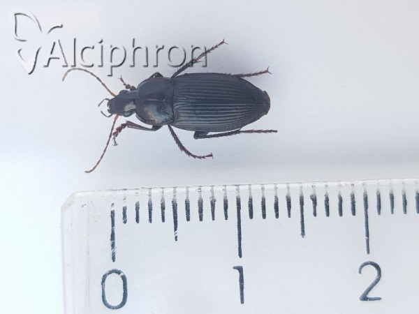 Calathus fuscipes
