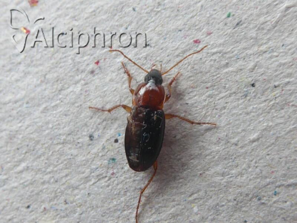 Calathus melanocephalus