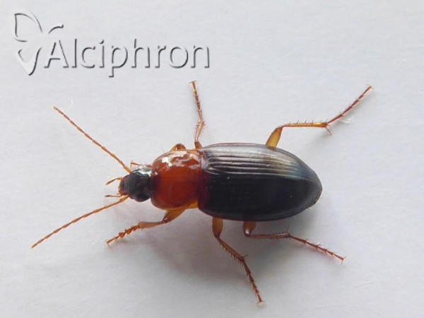 Calathus melanocephalus