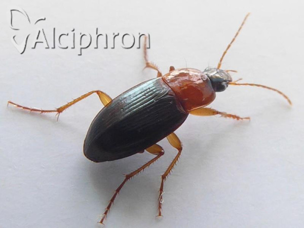 Calathus melanocephalus