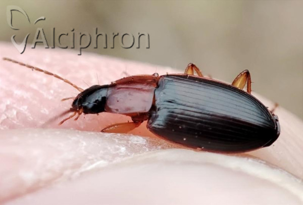 Calathus melanocephalus