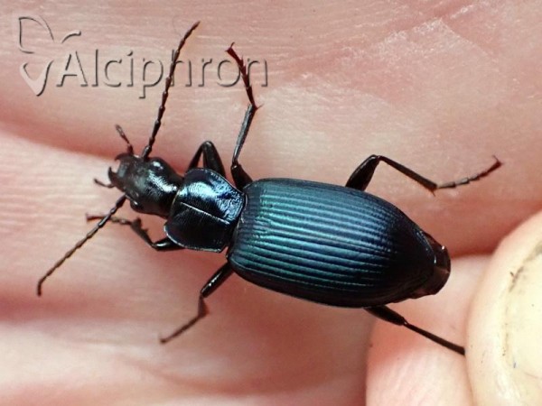 Laemostenus janthinus