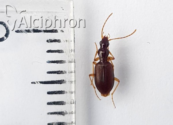 Oxypselaphus obscurus