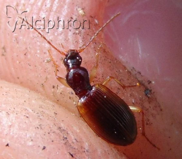 Oxypselaphus obscurus