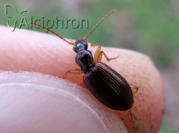 Oxypselaphus obscurus