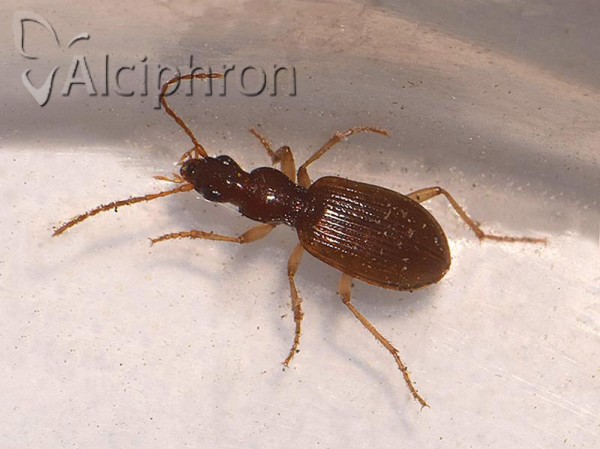 Oxypselaphus obscurus