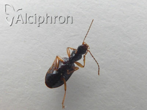 Oxypselaphus obscurus