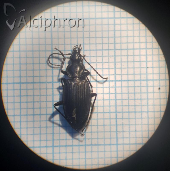 Platynus longiventris