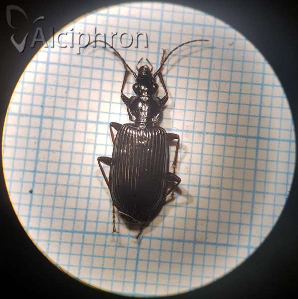 Platynus longiventris