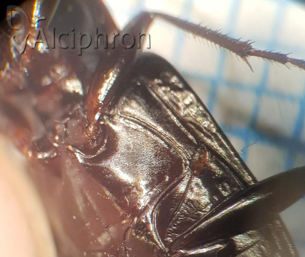 Platynus longiventris