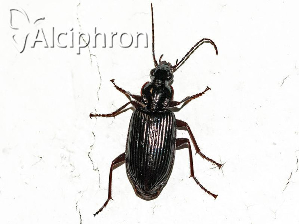 Platynus longiventris