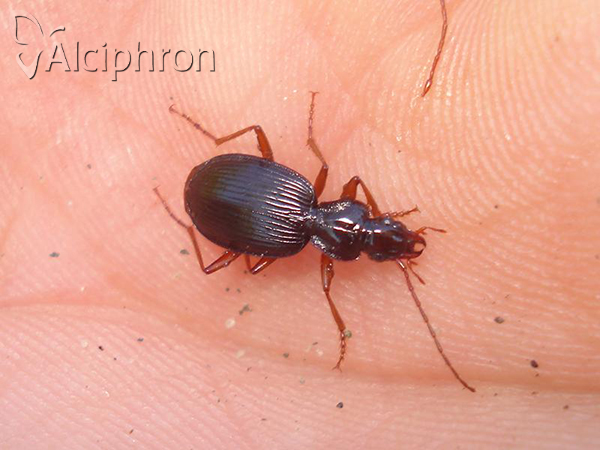 Platynus scrobiculatus