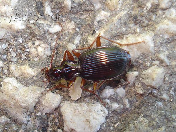 Platynus scrobiculatus