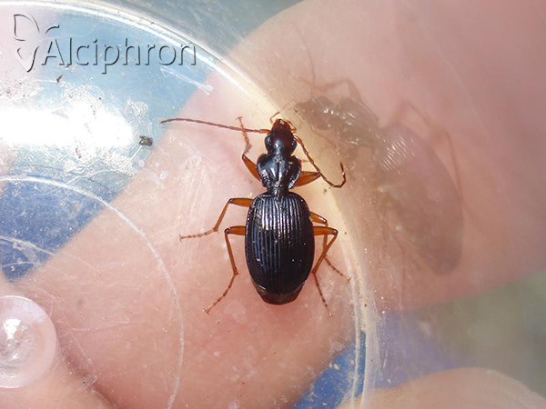 Platynus scrobiculatus