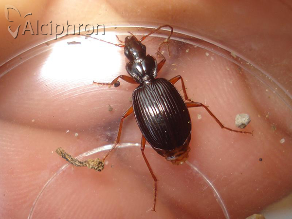 Platynus scrobiculatus