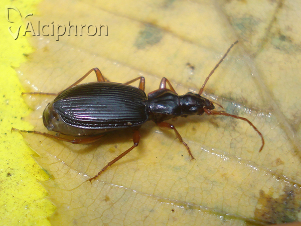 Platynus scrobiculatus
