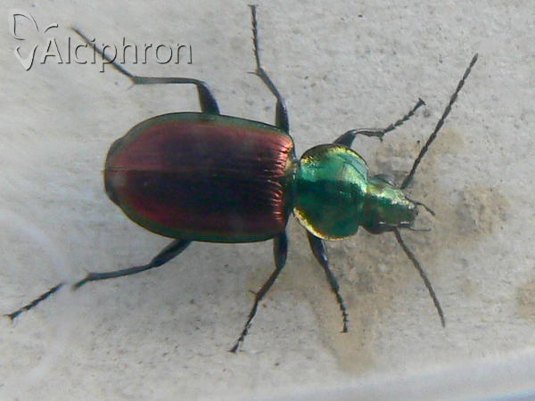 Agonum sexpunctatum