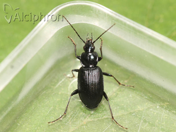 Agonum viduum