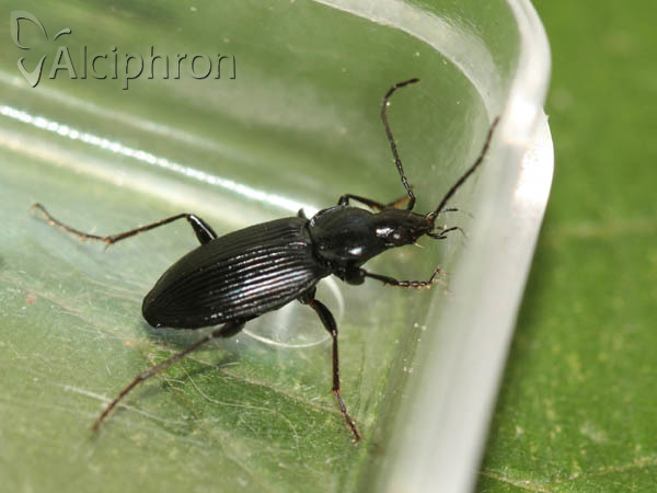 Agonum viduum