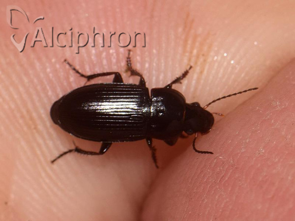 Anisodactylus signatus