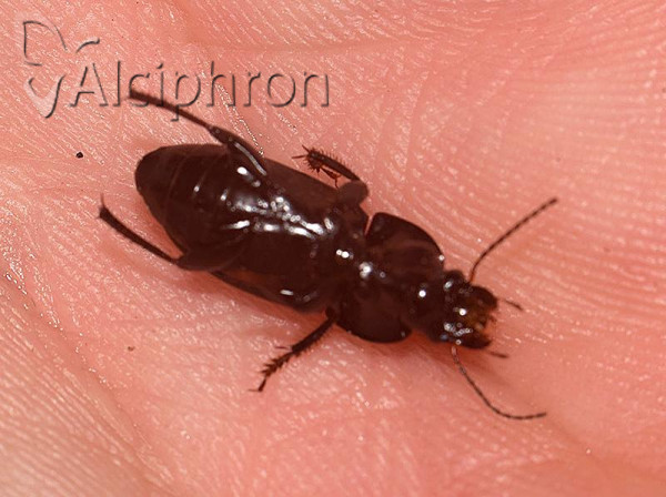 Anisodactylus signatus