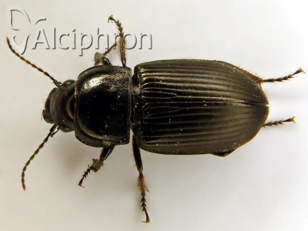 Anisodactylus signatus