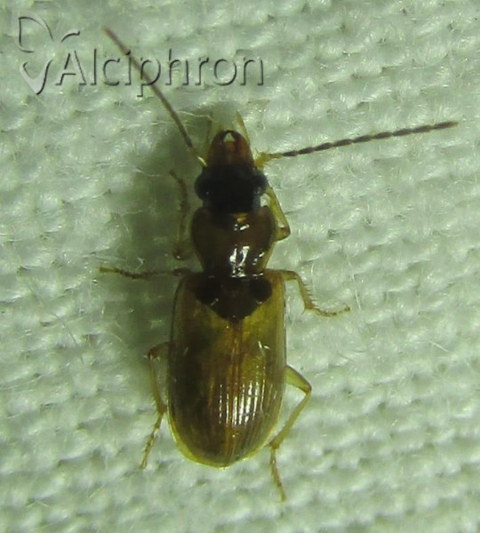 Anthracus consputus