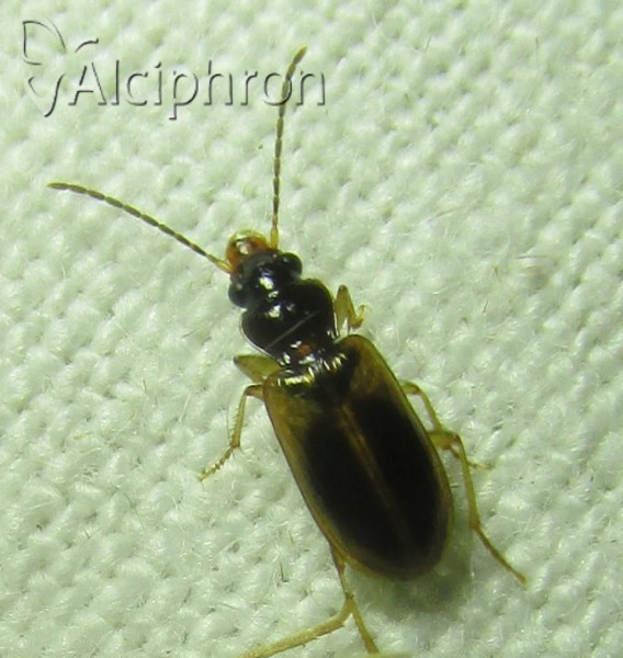 Anthracus consputus