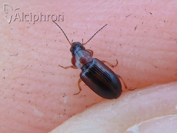 Acupalpus flavicollis