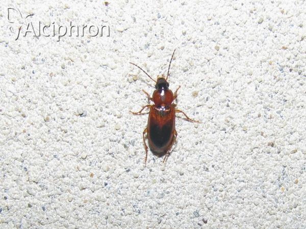 Stenolophus skrimshiranus